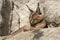 Portrait desert cats Caracal, Caracal caracal