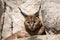 Portrait desert cats Caracal, Caracal caracal