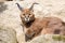 Portrait desert cats Caracal, Caracal caracal