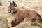 Portrait desert cats Caracal, Caracal caracal