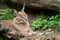 Portrait desert cats Caracal Caracal caracal or African lynx