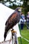 A portrait of a desert hawk sitting perched on a steel grip and takes part in a falconry act at a market. The bird got a bit of