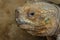 Portrait of Desert tortoise Gopherus agassizii. Gopherus agassizii is distributed in western Arizona, southeastern California,