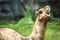 Portrait and detail close up of funny looking wildlife mammal desert camel