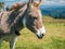 Portrait detail with a cute donkey in the mountains of Romania. Donkey in Piatra Mare Big Rock mountains