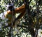 Portrait of diademed sifaka aka Propithecus diadema Madagascar