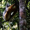 Portrait of diademed sifaka aka Propithecus diadema Madagascar