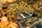 Portrait of a diamond backed rattlesnake.