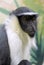 Portrait Diana monkey