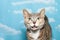 Portrait of diluted tortie tabby cat on blue background with white clouds.
