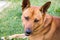 Portrait of a Dingo dog Latin: Canis lupus dingo in brown color with beautiful erect ears and a sharp look