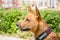 Portrait of a Dingo dog Latin: Canis lupus dingo in brown color with beautiful erect ears and a sharp look