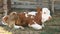 Portrait of a dirty cow against the wall of an old gray wooden barn. The cow lies and chews its food