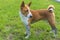 Portrait of dirty mature basenji dog standing  on a fresh lawn after run in dirty places