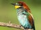 Portrait of disheveled european bee-eater on a dry branch