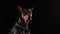 Portrait of a Doberman with a collar in the form of a chain in the studio on a black background. The pet looks around