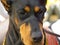 Portrait doberman dog head closeup