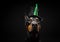 Portrait of a Doberman dog in a headdress. Carnival or Halloween