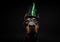 Portrait of a Doberman dog in a headdress. Carnival or Halloween