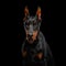 Portrait of Doberman Dog on isolated Black background