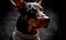 Portrait of a Doberman dog standing guard with a collar, close up, in house.