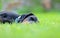 Portrait of Doberman lying in green grass in park. Background is green. It's a close up view