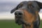 Portrait of a Doberman. The muzzle looks carefully and holds its nose in the wind, sniffing the air. Against the background of a