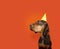 Portrait doberman pincher dog celebrating birthday, carnival or anniversary wearing a yellow party hat. Isolated on orange