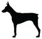 Portrait of Doberman Pincher dog silhouette.