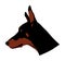 Portrait of Doberman Pincher illustration isolated. German military guardian dog. Had of Dog for detecting smuggling drugs