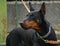 Portrait of Doberman Pinscher