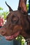 Portrait of a doberman pinscher dog