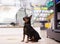 Portrait of Doberman Pinscher dog in pet shop