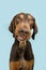 Portrait doberman pinscher mixed breed making a funny face sticking tongue out. Isolated on blue pastel background