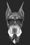 Portrait of Doberman Pinscher in suit.