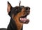 Portrait of dobermann dog