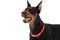 Portrait of a Dobermann dog