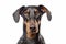 Portrait of Dobermann dog on white background