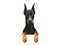 Portrait of dobermann with paws. Dog hanging on border. Home pet with black coat and long pointed ears