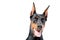 Portrait of dobermann pinscher with opened mouth
