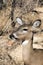 Portrait of a doe in Palo Duro Canyon State Park, Texas