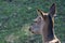 Portrait of a doe photographed from the back of her head, ruminating. The soft evening light strikes the subject from the side.