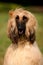 Portrait of a dog Afghan hound on the grass