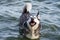 portrait of a dog Alaskan Malamute bathes in the lake