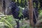 Portrait of a dog. A black dog in an animal shelter aviary