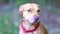 Portrait of a dog breed American pit bull Terrier red