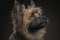 Portrait of a dog breed Cairn Terrier. Generative AI