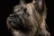 Portrait of a dog breed Cairn Terrier. Generative AI