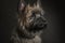 Portrait of a dog breed Cairn Terrier. Generative AI