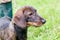 Portrait  of dog  breed  dachshund near the master close-up_